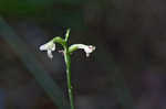 Small green wood orchid